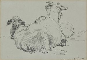 Two Sheep